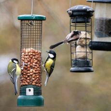 Birds at feeders