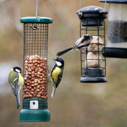 Birds at feeders