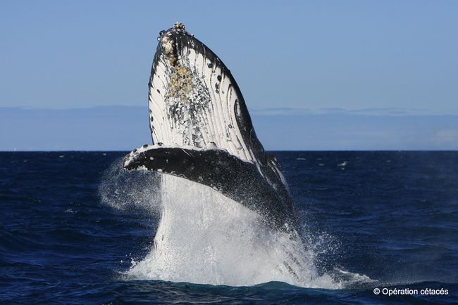 Facts About Humpback Whales | Live Science