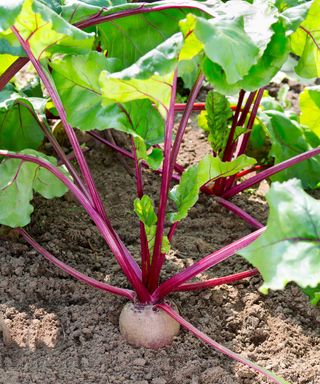 beetroot growing