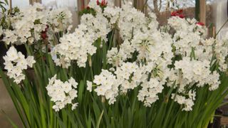Large display of paperwhite narcissus in bloom