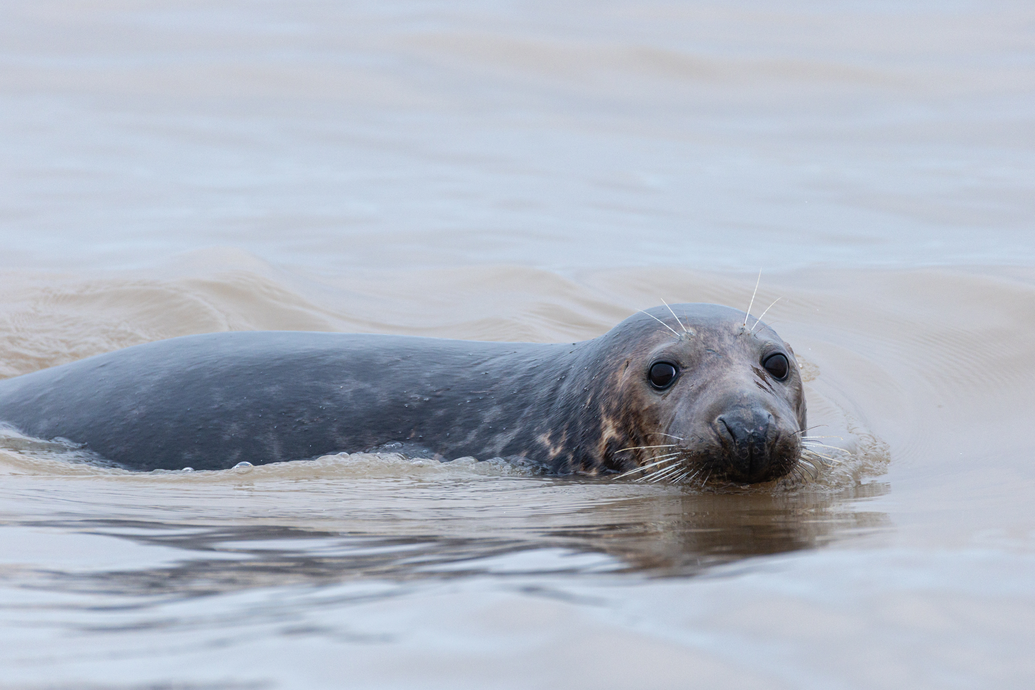 Seal on a beach shot with the Canon EOS R1 and 200-400mm lens