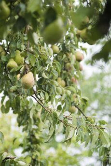 Pear Tree With Fruits