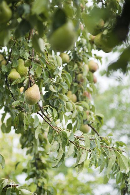 Pear Tree With Fruits