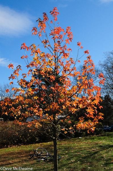 Autumn's last gasp in New England