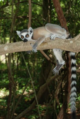 A ring-tailed lemur in a tree