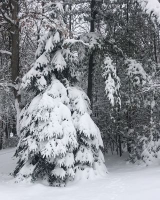 Snow-covered pine tree