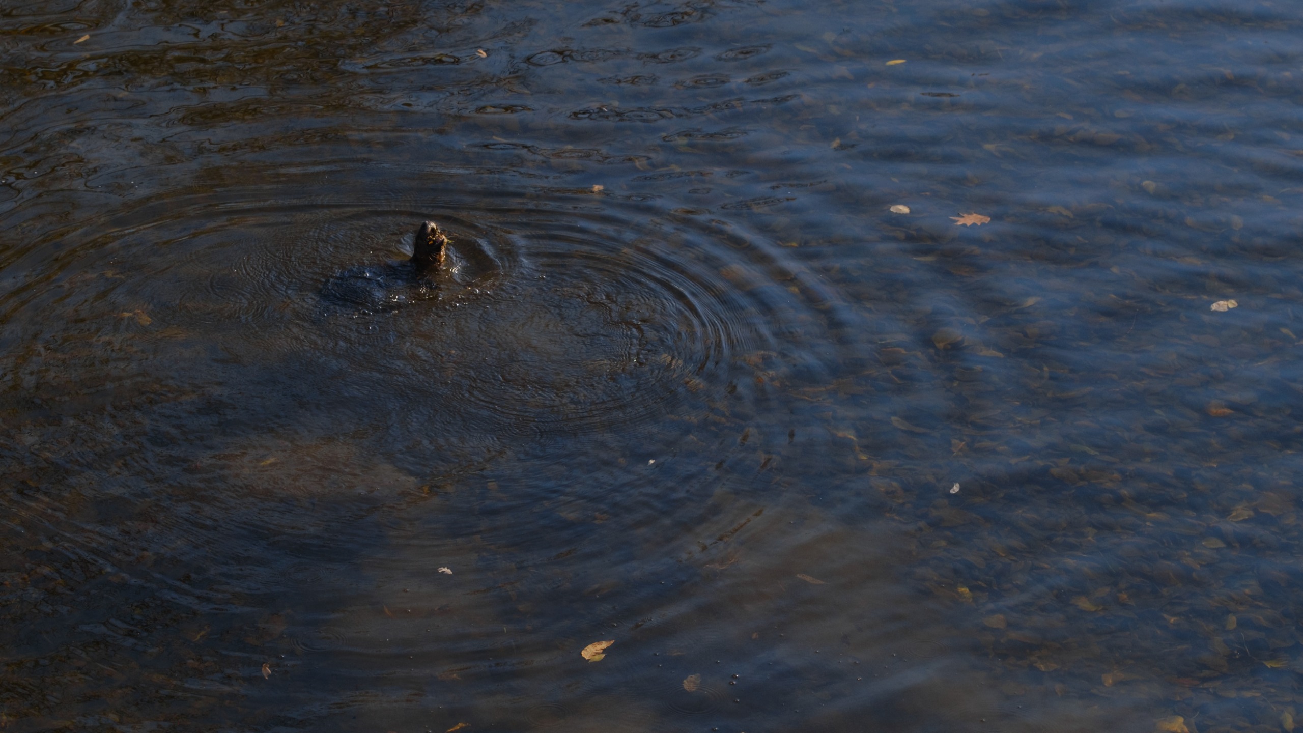 A North American River Otter catching fish in a river