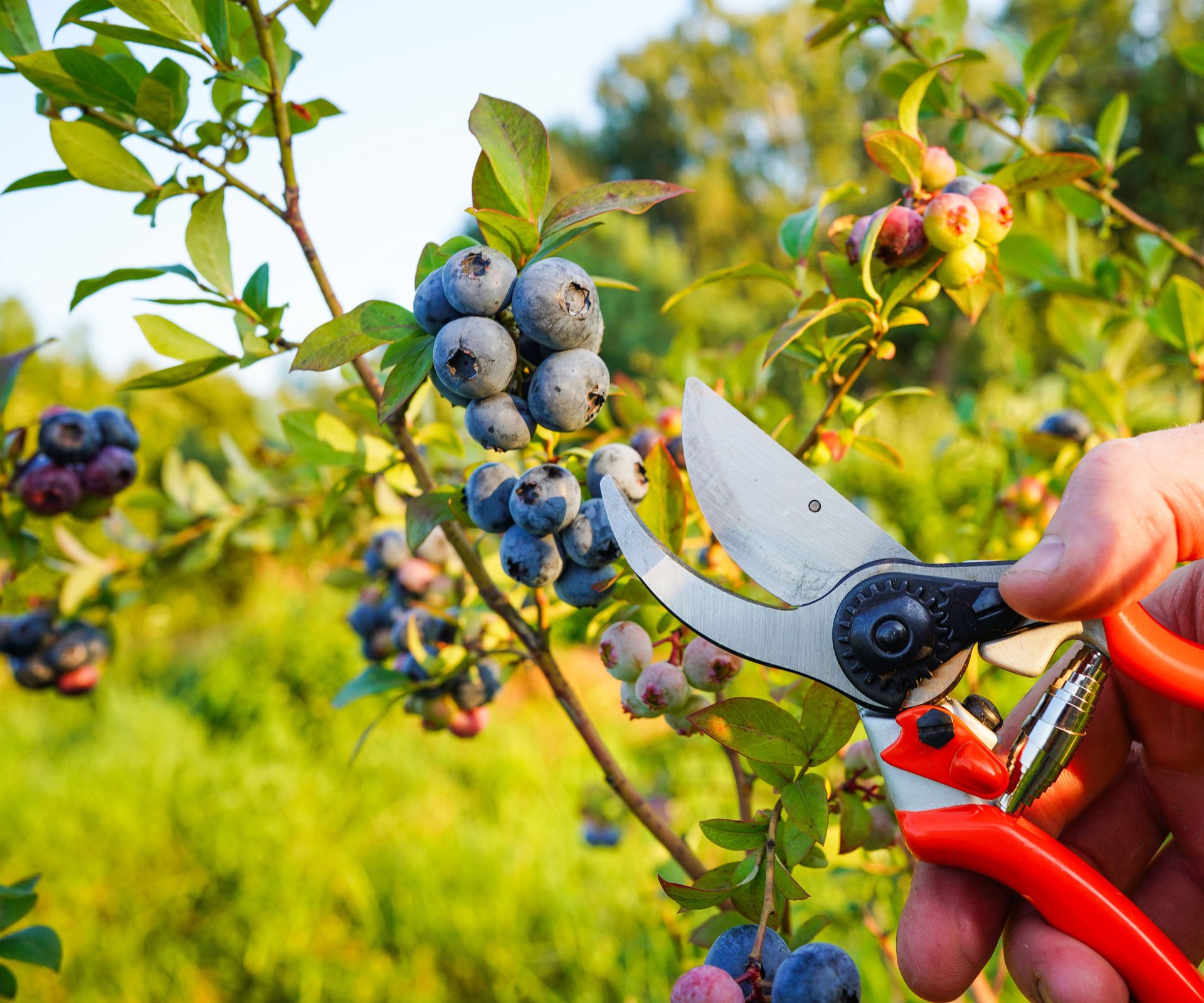 blueberry shrub with fruit and pruning shears