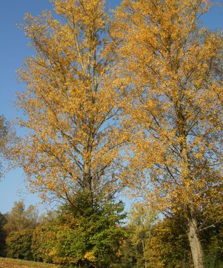 Two Hybrid or Carolina Poplar trees (Populus x canadensis) growing alongside one another