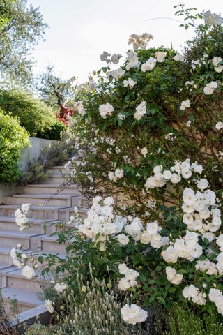 roses up steps