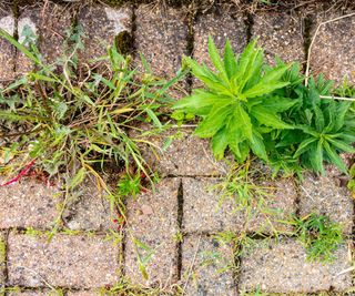 Weeds growing in cracks between pavers in a block paving driveway.