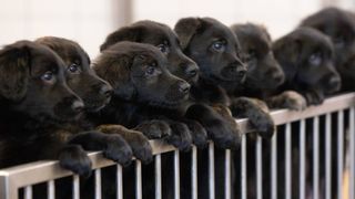 guide dog puppies