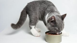 A grey kitten eating from a can of kitten food