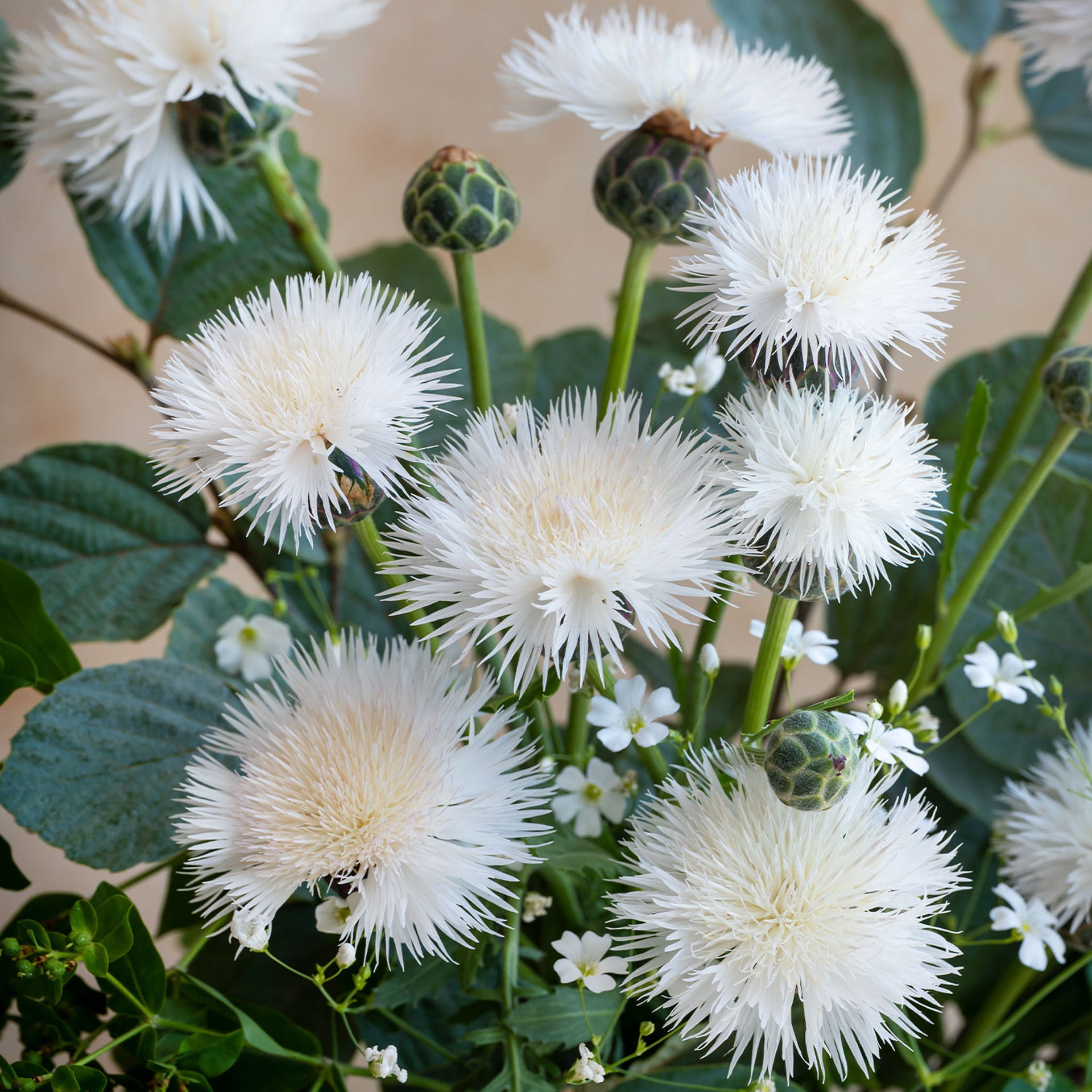 The Bride Centaurea - 200 Seeds