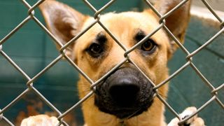 Dog looking out of cage