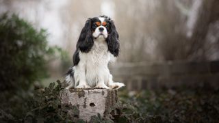 Cavalier King Charles Spaniel