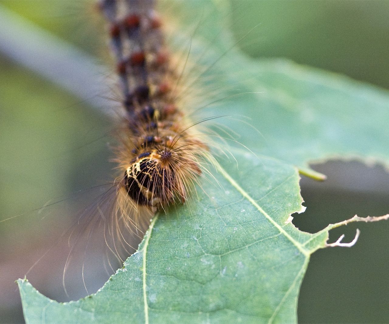 How to get rid of gypsy moth caterpillars: 5 expert methods | Homes and ...
