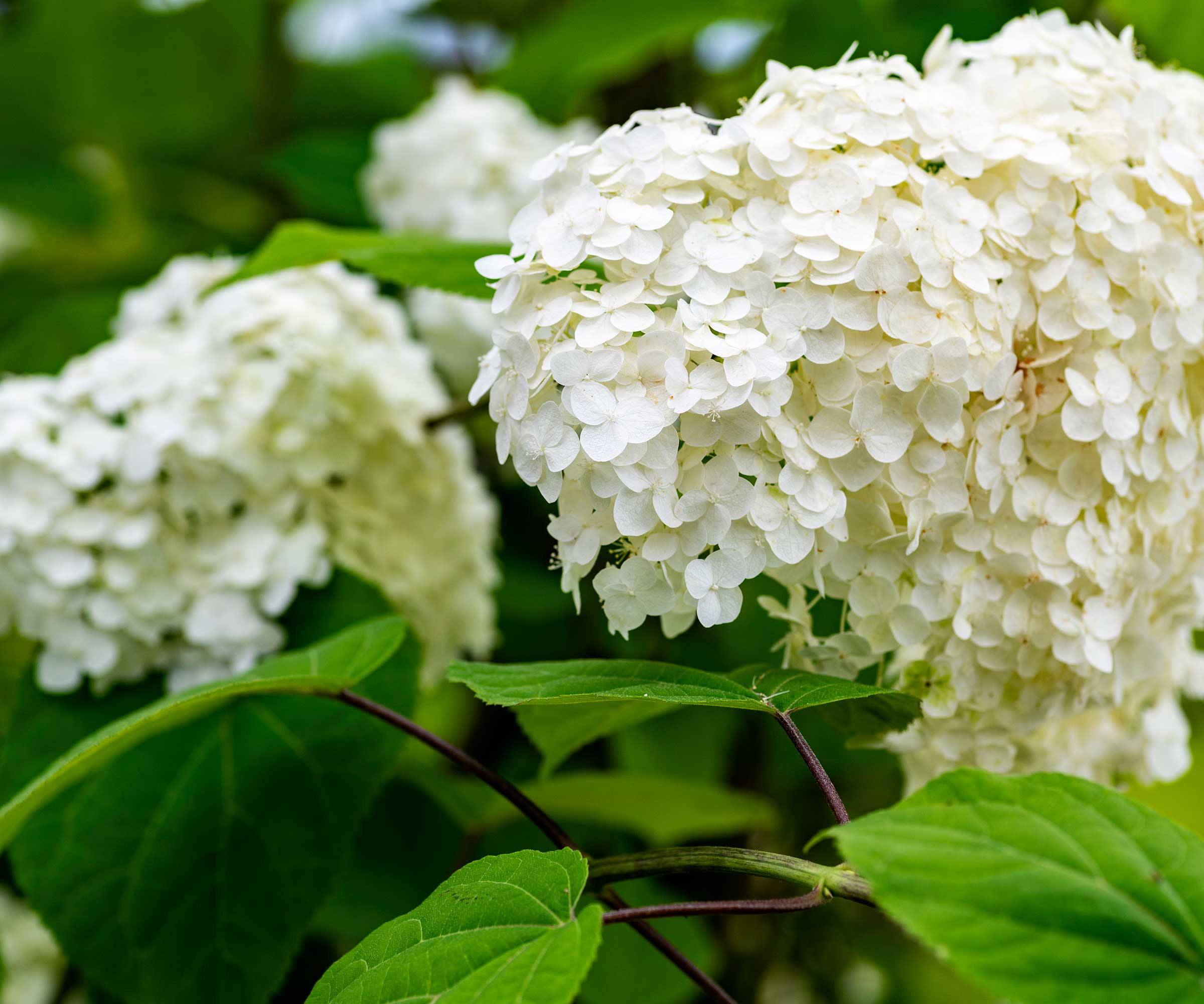 white hydrangea flowers
