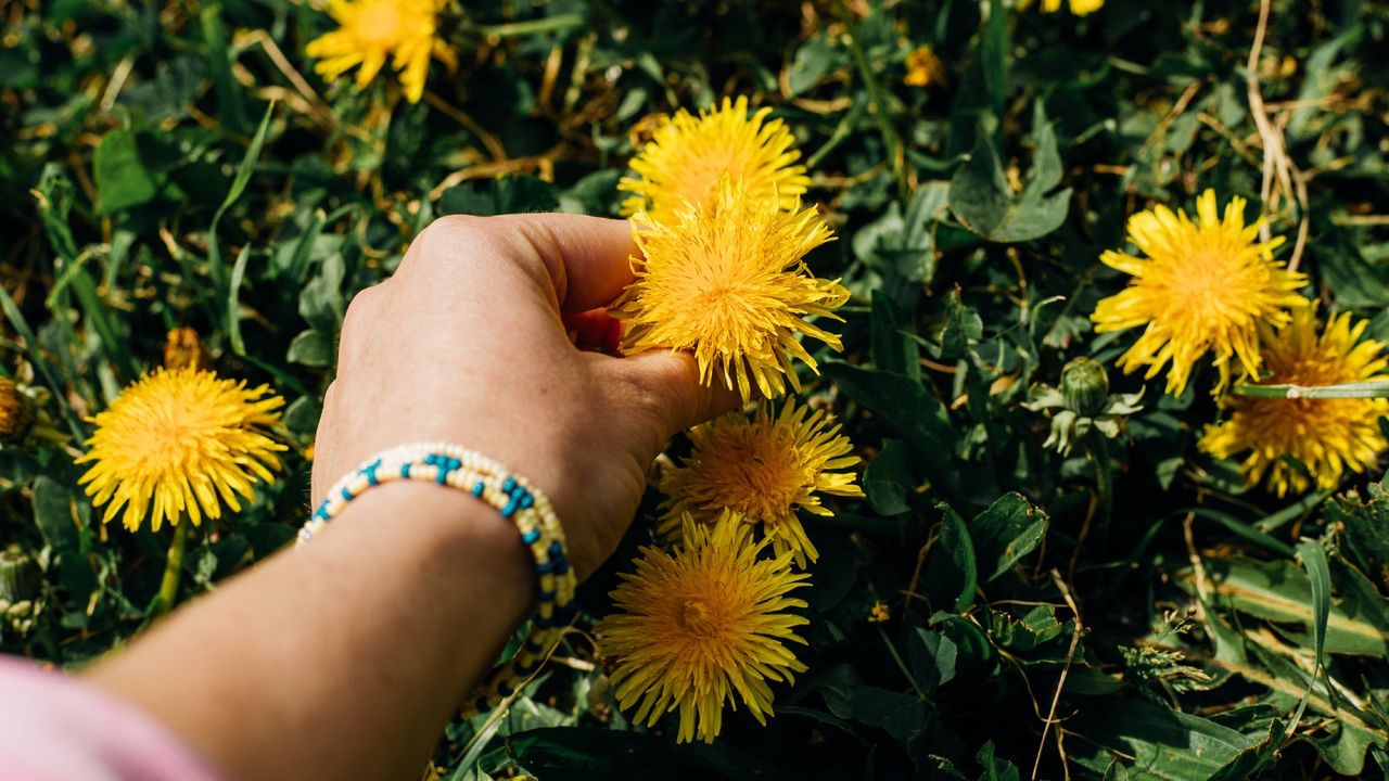 A hand picking dandelions