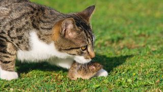 Cat on grass with mouse