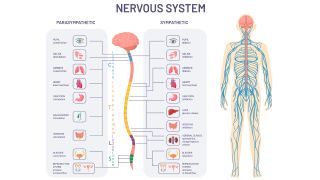 A diagram of the sympathetic nervous system