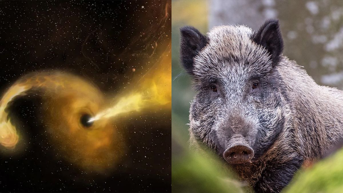 Science news this 7 days: Burping black holes and radioactive wild boars