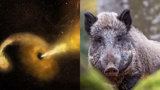 Science news this week includes black holes that "burp" star matter and radioactive wild boars.