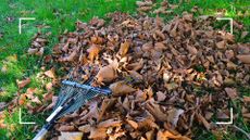 picture of rake in pile of fallen autumn leaves 