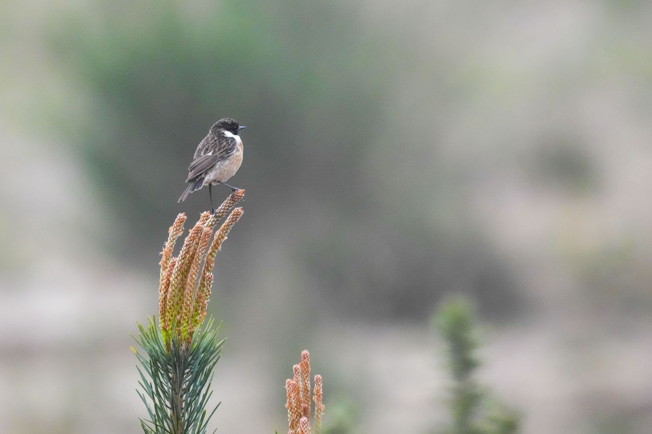 A bird on a branch at first light
