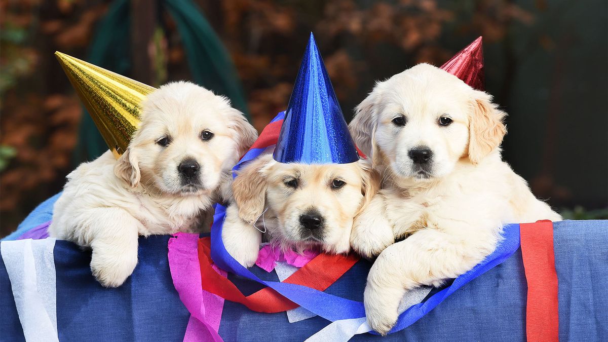 Les noms de chiens les plus populaires pour 2016 sont dans