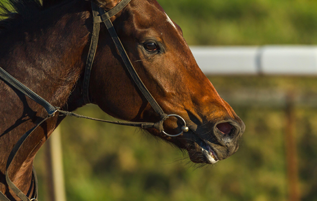 Race Horse Closeup running action head nose breathing photo detail.