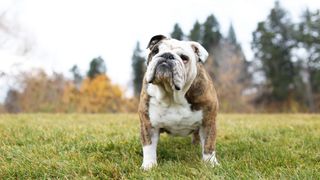 Bulldog in field