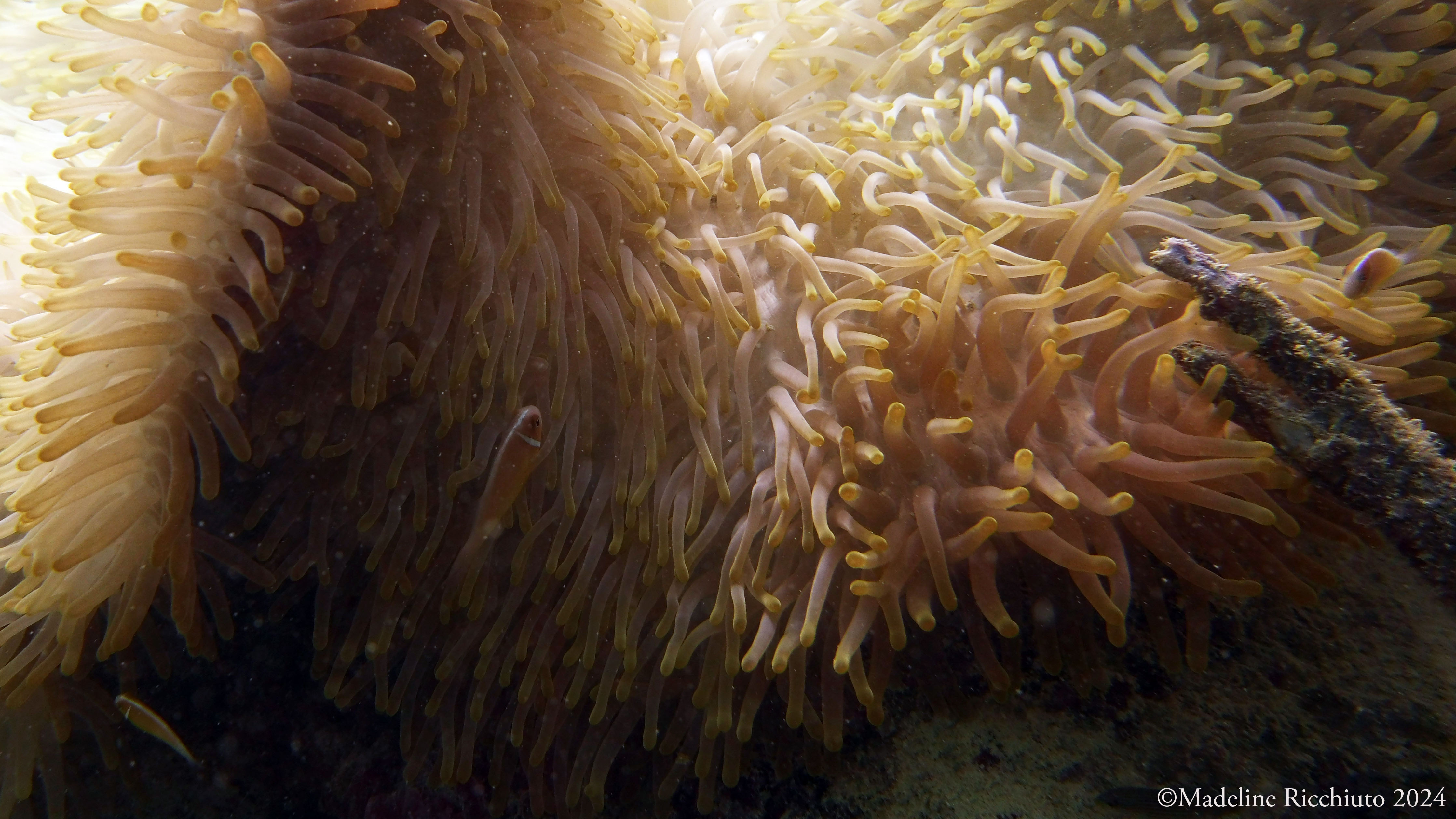 Juvenile Clown Fish in an anemone on the Great Barrier Reef, Australia