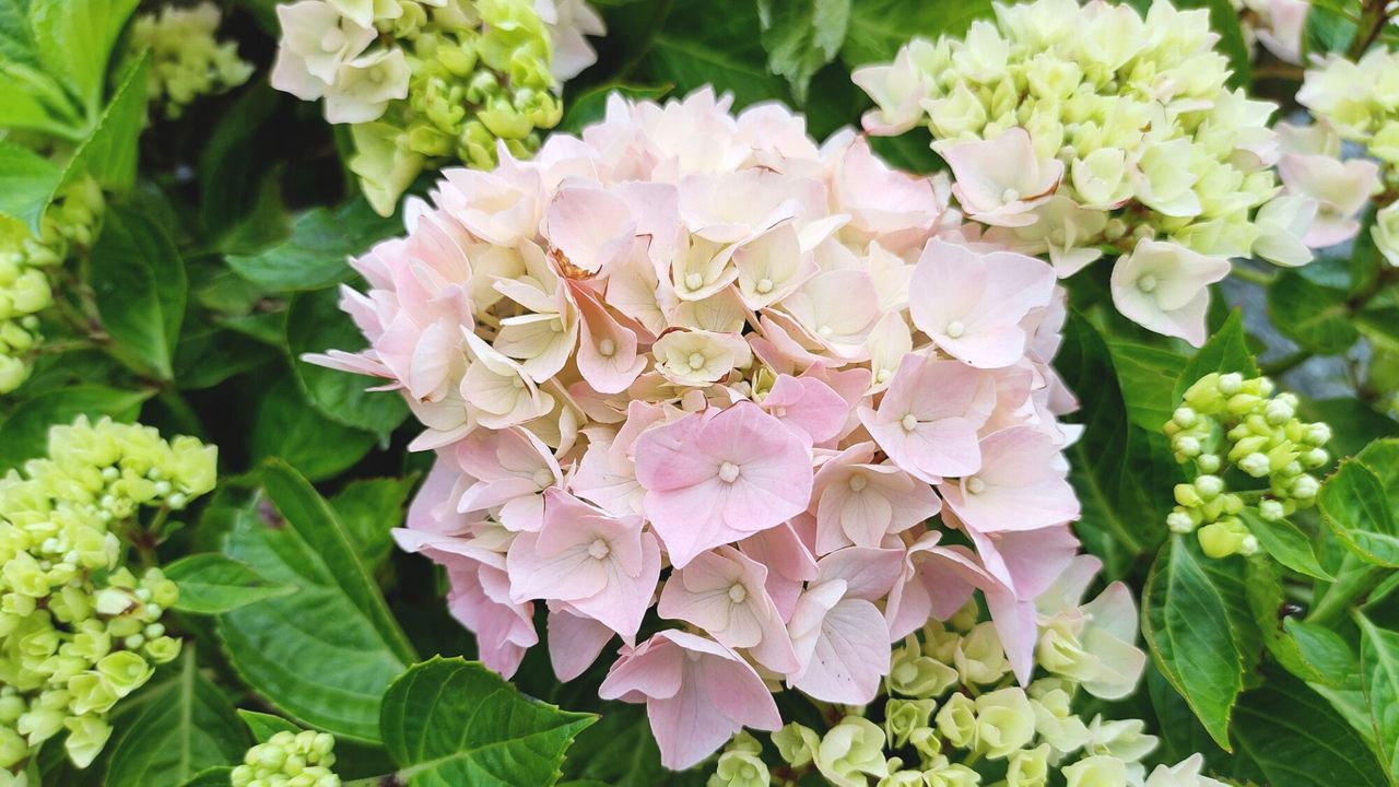 Pink Mophead Hydrangea in Bloom