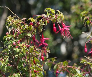 Hardy fuchsia flowering in a garden