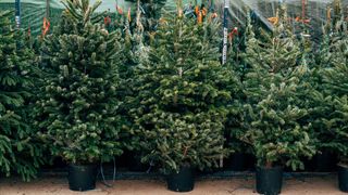 Potted Christmas trees lined up in a Christmas tree farm showing the options when buying a Christmas tree online