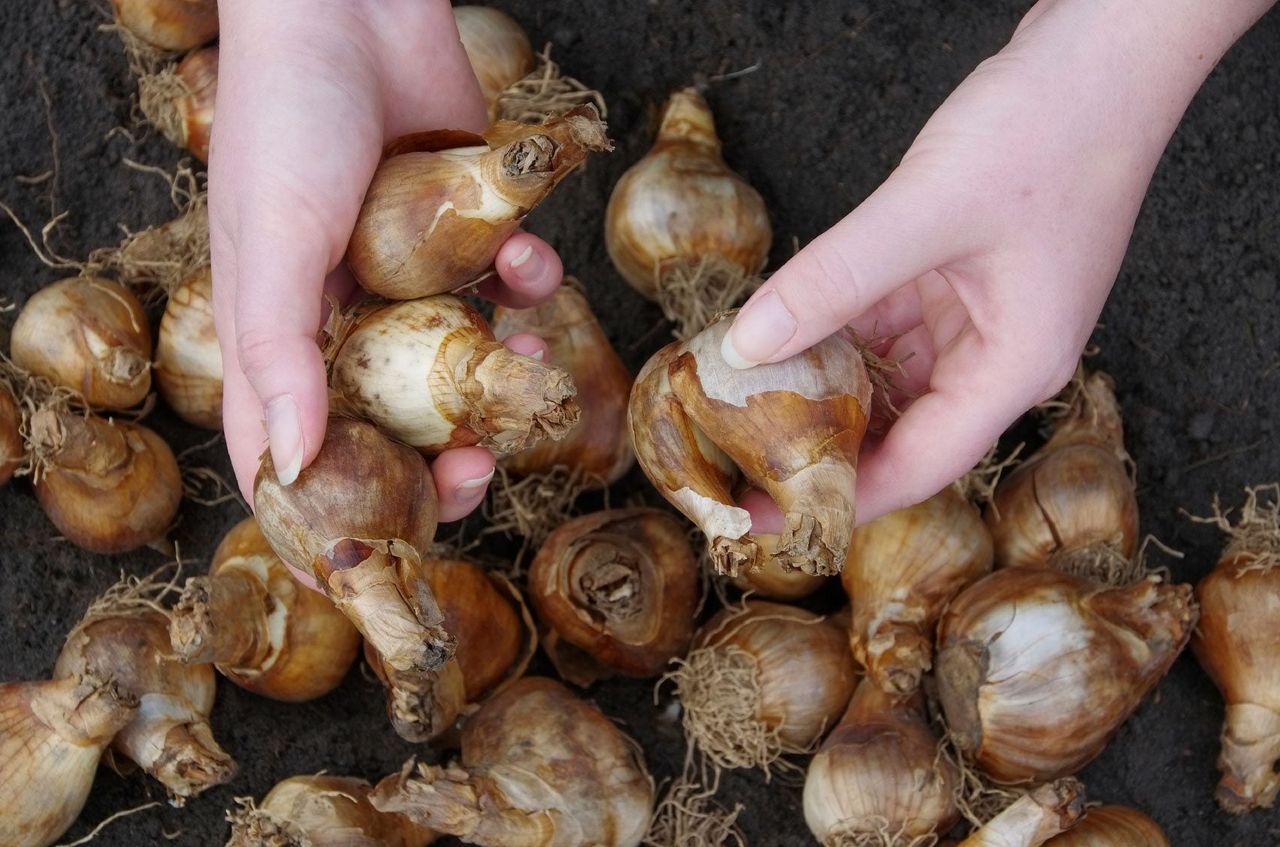 Hands Holding Flower Bulbs