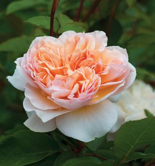 Sissinghurst rose pruning trick : Evelyn rose bloom