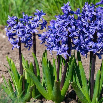 Purple hyacinths in garden