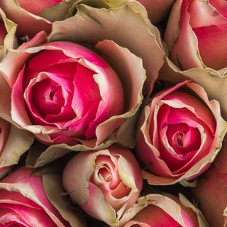 Bouquet of dried pink rose closeup