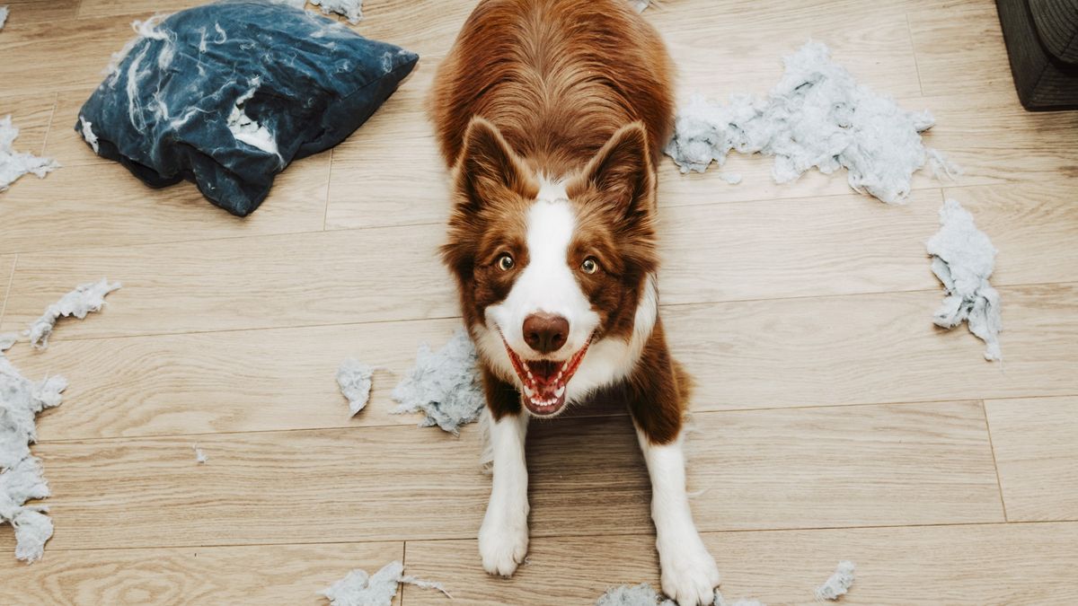 Dog chew deterrents What are they, do they work and are they harmful