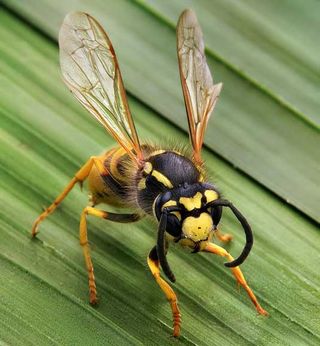 The original concept of branding comes direct from nature