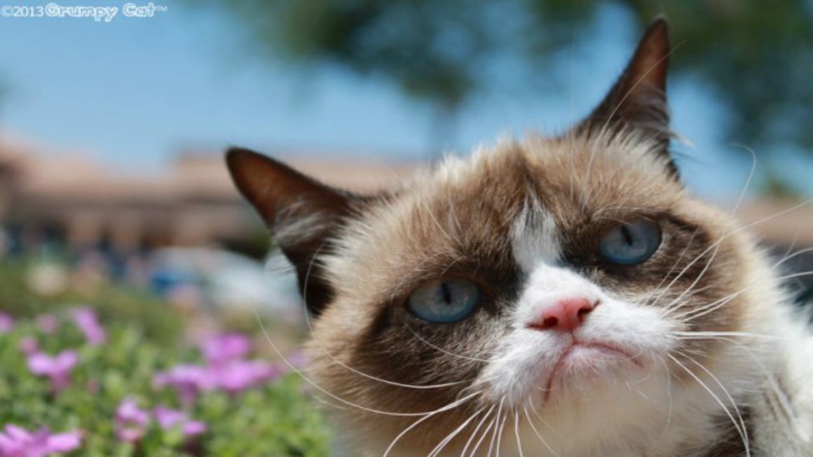 Grumpy Cat Lands Movie Deal Doesnt Care Techradar 