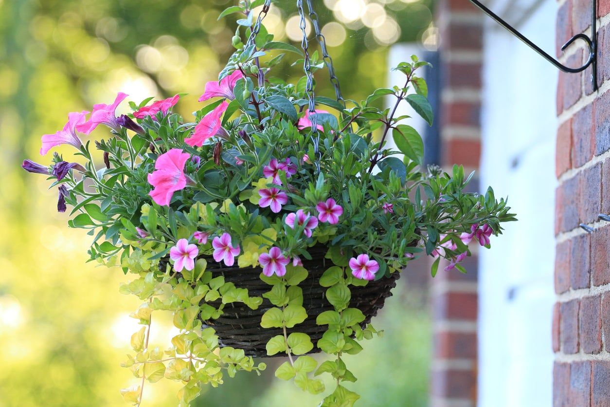 Hanging Basket Arrangements How To Make The Perfect Hanging Basket