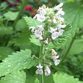 Catmint seeds