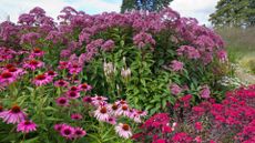 A garden with pink coneflowers