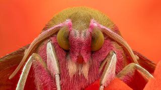 Close-up of a colorful moth's face against a vibrant orange background, highlighting its fuzzy texture and large, round eyes