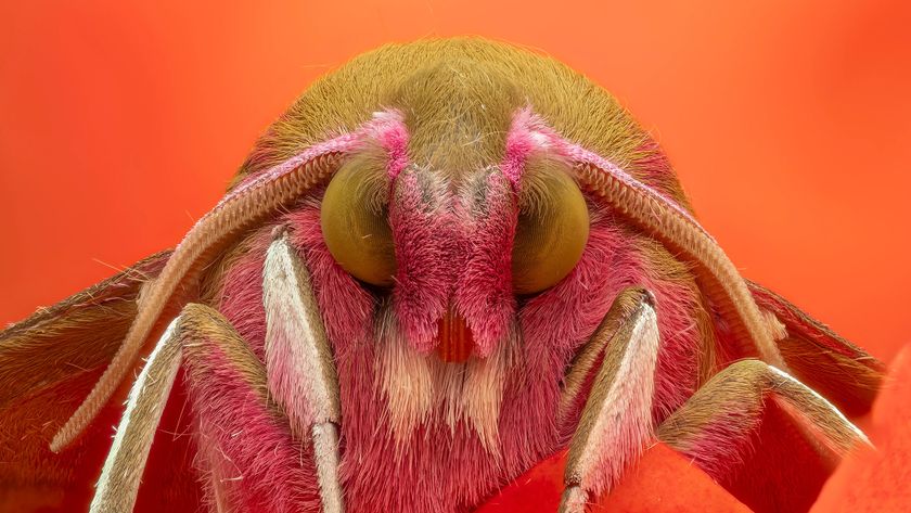 Close-up of a colorful moth&#039;s face against a vibrant orange background, highlighting its fuzzy texture and large, round eyes