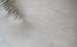 Detail view of white feathers